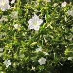 Load image into Gallery viewer, Four O&#39;Clocks, &#39;Full Moon&#39;
