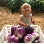 Load image into Gallery viewer, Eggplant, &#39;Violetta di Firenze&#39;
