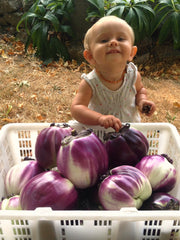 Load image into Gallery viewer, Eggplant, &#39;Violetta di Firenze&#39;
