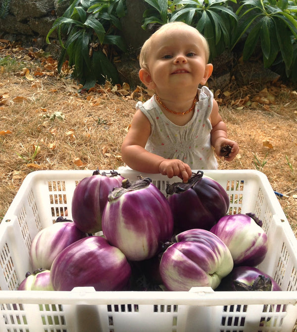 Eggplant, 'Violetta di Firenze'