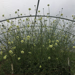 Load image into Gallery viewer, Scabiosa, &#39;Giant Yellow&#39;
