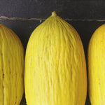 Load image into Gallery viewer, Melon, &#39;Giallo d&#39;Inverno&#39;
