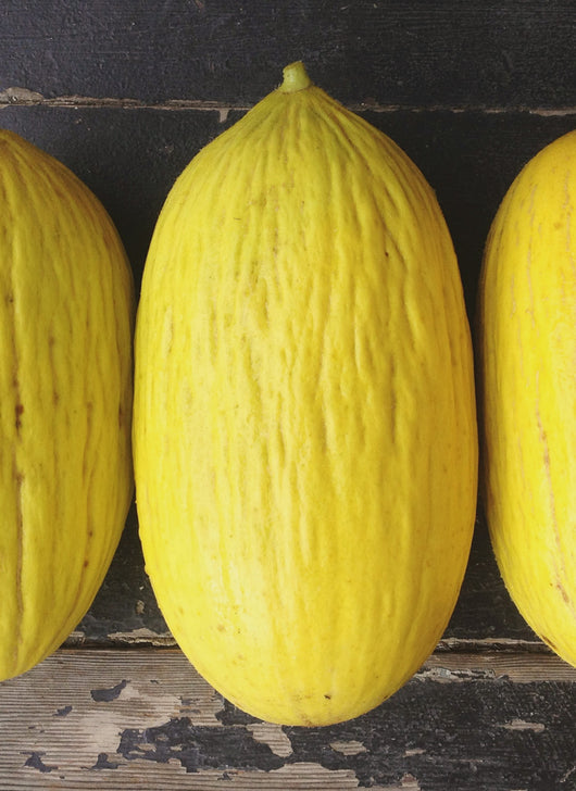 Melon, 'Giallo d'Inverno'