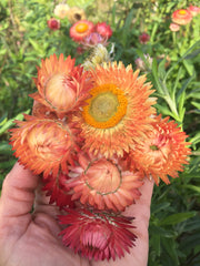Load image into Gallery viewer, Strawflower, &#39;Apricot Peach Mix&#39;

