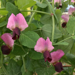 Load image into Gallery viewer, Pea, Dry/Soup, &#39;Roveja&#39;
