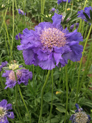 Load image into Gallery viewer, Scabiosa, &#39;Fama Deep Blue&#39;
