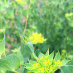Load image into Gallery viewer, Bupleurum, &#39;Green Gold&#39;
