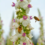 Load image into Gallery viewer, Verbascum, &#39;Phoenician Mullein&#39;
