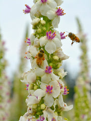 Load image into Gallery viewer, Verbascum, &#39;Phoenician Mullein&#39;
