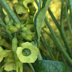Load image into Gallery viewer, Nicotiana, &#39;Langsdorff&#39;s Tobacco&#39;
