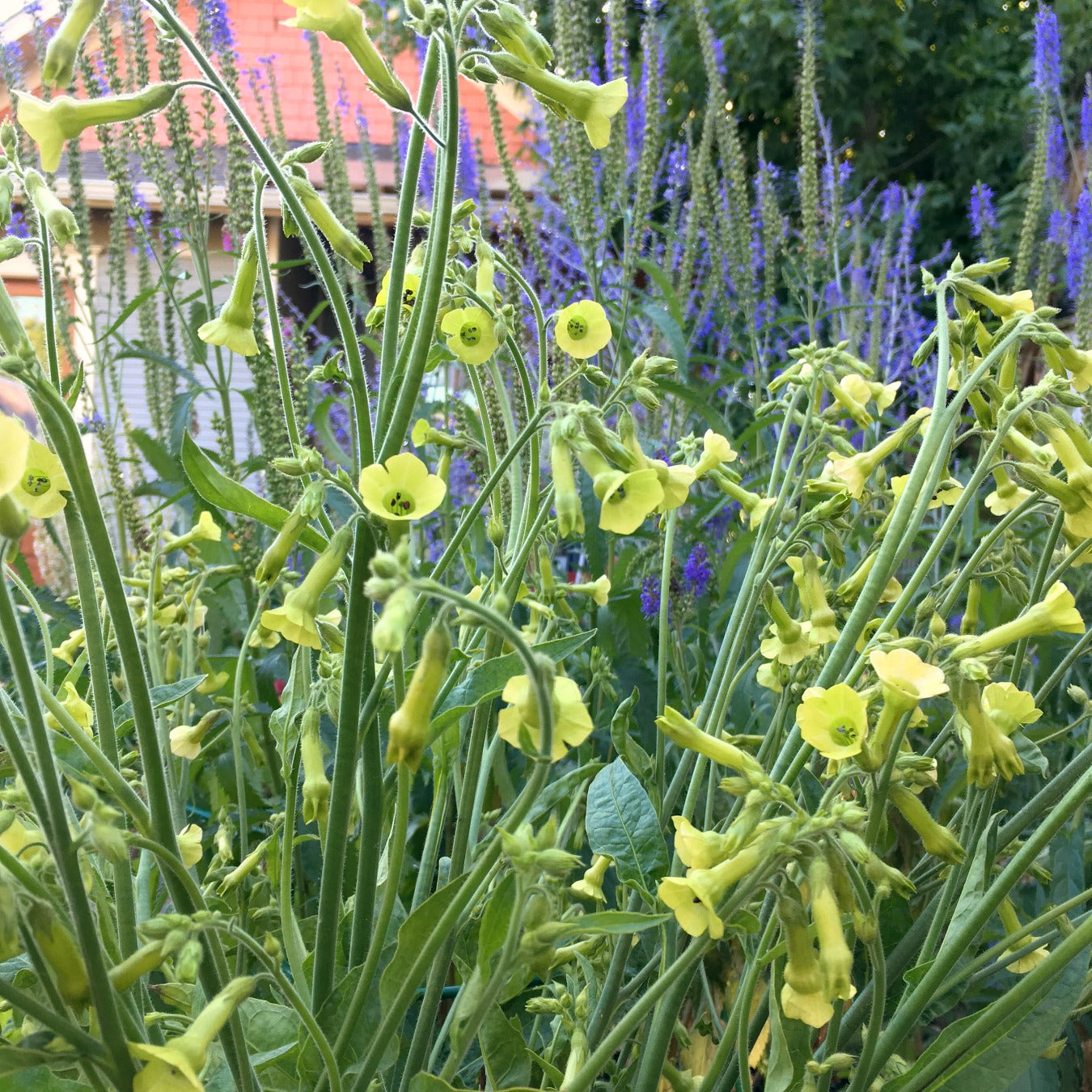 Flowers | Uprising Seeds