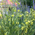 Load image into Gallery viewer, Nicotiana, &#39;Langsdorff&#39;s Tobacco&#39;
