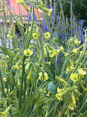 Load image into Gallery viewer, Nicotiana, &#39;Langsdorff&#39;s Tobacco&#39;
