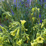 Load image into Gallery viewer, Nicotiana, &#39;Langsdorff&#39;s Tobacco&#39;
