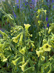 Load image into Gallery viewer, Nicotiana, &#39;Langsdorff&#39;s Tobacco&#39;
