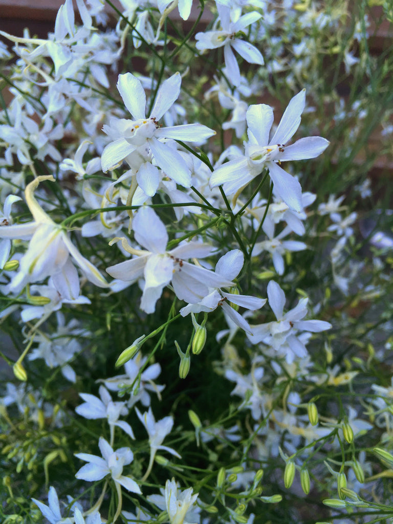 Larkspur, 'White Cloud' | Uprising Seeds