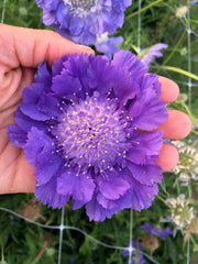 Load image into Gallery viewer, Scabiosa, &#39;Fama Deep Blue&#39;
