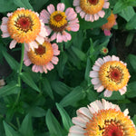 Load image into Gallery viewer, Zinnia, &#39;Zinderella Peach&#39;
