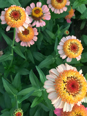 Load image into Gallery viewer, Zinnia, &#39;Zinderella Peach&#39;
