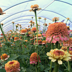 Load image into Gallery viewer, Zinnia, &#39;Zinderella Peach&#39;
