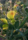 Sweet Pea Sp., 'Lathyrus Chloranthus'