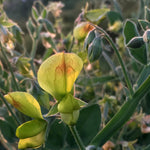 Load image into Gallery viewer, Sweet Pea Sp., &#39;Lathyrus Chloranthus&#39;
