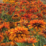 Load image into Gallery viewer, Rudbeckia, &#39;Autumn Sunset&#39;
