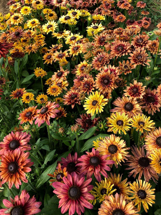 Rudbeckia, 'Sahara'