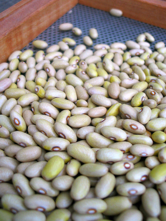 Bean, Bush Dry, 'Ireland Creek Annie'