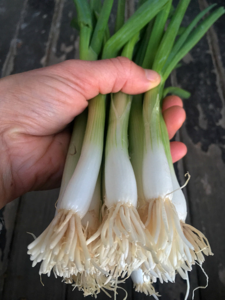 Scallion, 'Ishikura Long Winter' | Uprising Seeds