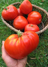 Tomato, 'Italian Heirloom'