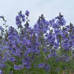 Load image into Gallery viewer, Jacobs Ladder, &#39;Blue Pearl&#39;
