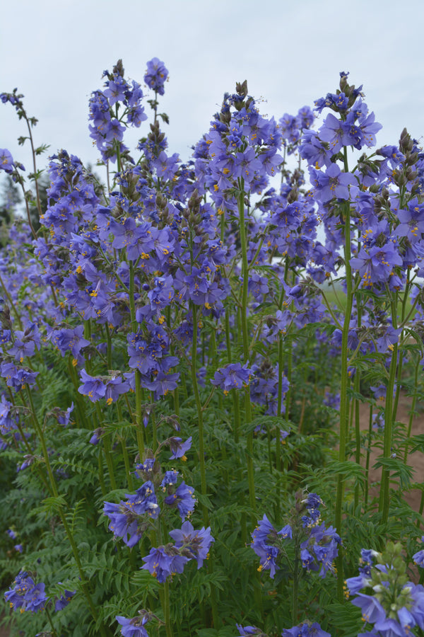 Jacobs Ladder, 'Blue Pearl'