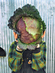 Load image into Gallery viewer, Cabbage, &#39;January King&#39;
