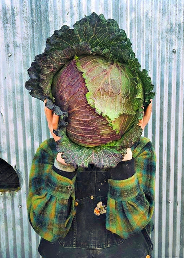 Cabbage, 'January King'