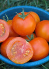 Tomato, 'Jaune Flamme'