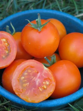 Tomato, 'Jaune Flamme'
