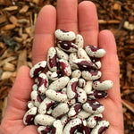 Load image into Gallery viewer, Bean, Bush Dry, &#39;Jacob&#39;s Cattle&#39;
