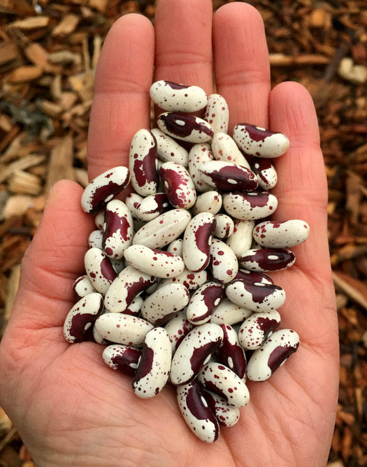Bean, Bush Dry, 'Jacob's Cattle'