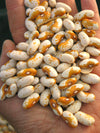 Bean, Bush Dry, 'Jacob's Gold'