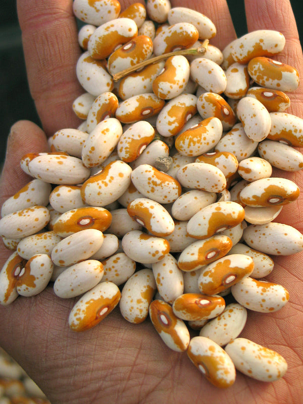Bean, Bush Dry, 'Jacob's Gold'
