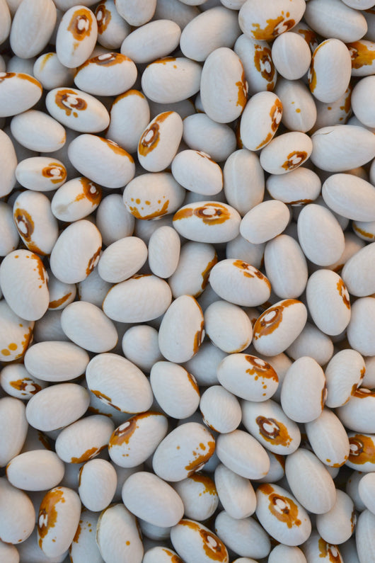 Bean, Bush Dry, 'Kenearly Yellow Eye'