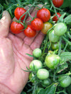 Tomato, 'Koralik'
