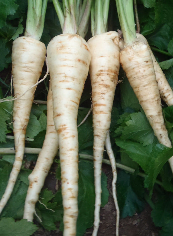 Parsnip, 'Schleswiger Schnee'