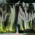 Load image into Gallery viewer, Kale, &#39;Lapo&#39; (Lacinato, Nero di Toscana)
