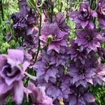 Load image into Gallery viewer, Larkspur, &#39;Earl Grey&#39;
