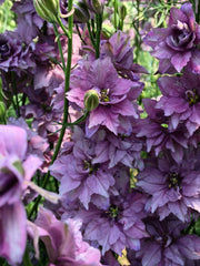 Load image into Gallery viewer, Larkspur, &#39;Earl Grey&#39;
