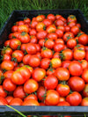 Tomato, 'Latah'