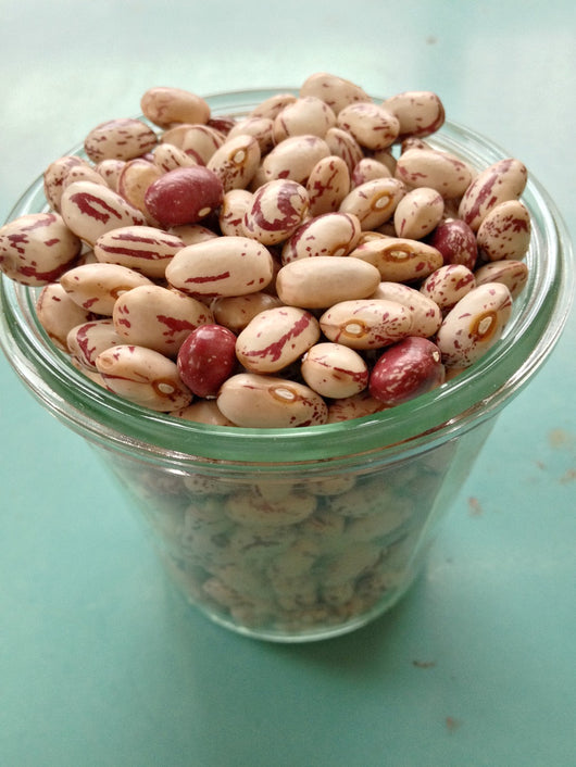 Bean, Bush Dry, 'Lina Sisco's Bird Egg'