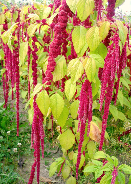 Amaranth, 'Love Lies Bleeding'